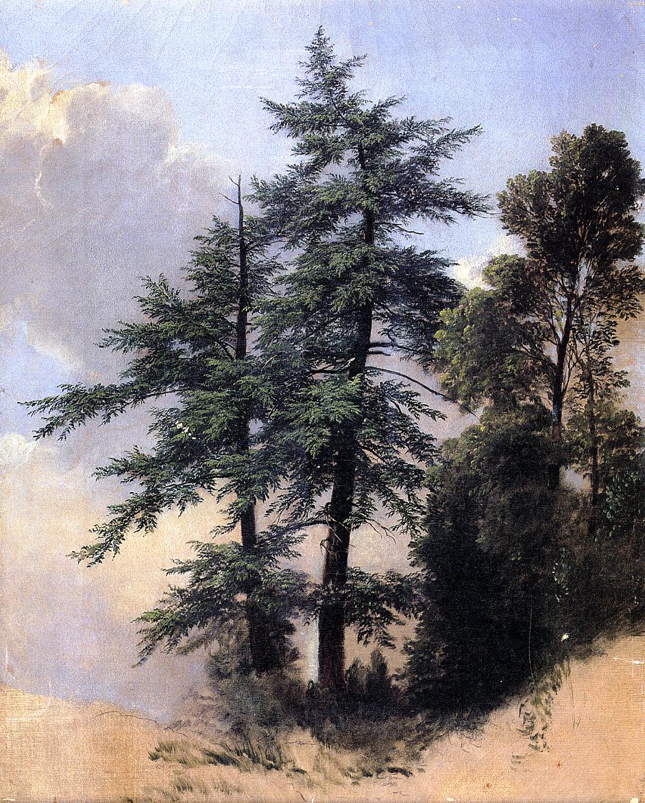 Landscape Oil Painting - Tall Pines in a Forest Glade - Oil Painting Haven