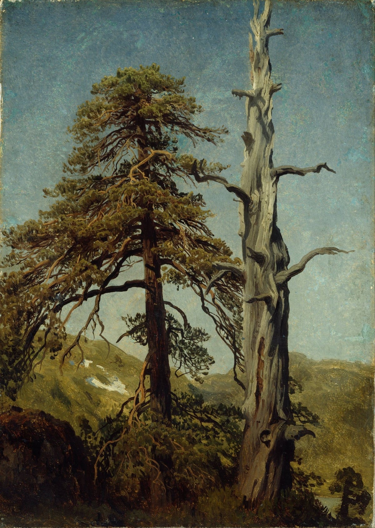 Landscape oil painting of mountain pine and ancient tree with textured brushwork on canvas under blue sky. - Add Frame, Canvas, Forest, Hand Painted, Landscape, Made To Order, Mountain, Oil Painting