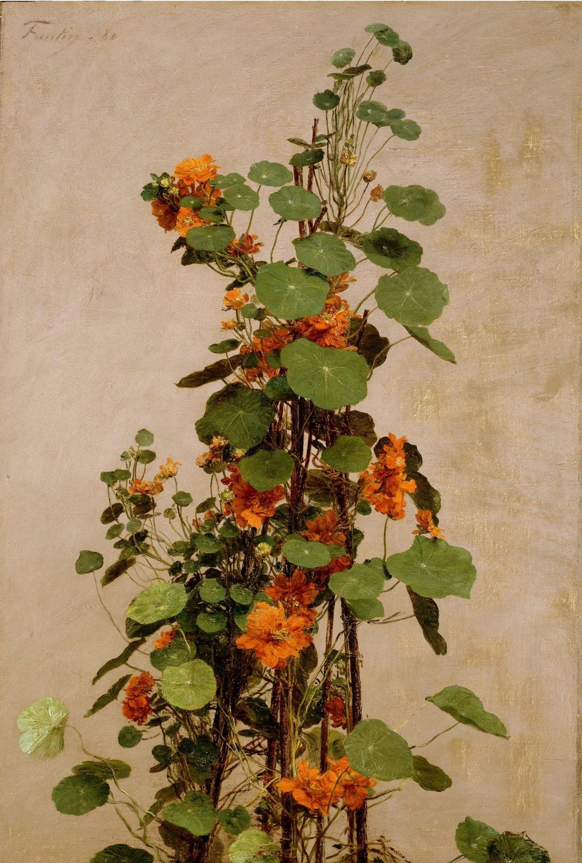 Orange Nasturtium Flowers with Green Leaves - Floral Oil Painting - Oil Painting Haven