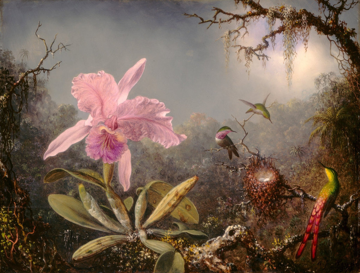 Pink Orchid with Hummingbirds Tropical Still Life - Floral Oil Painting - Oil Painting Haven