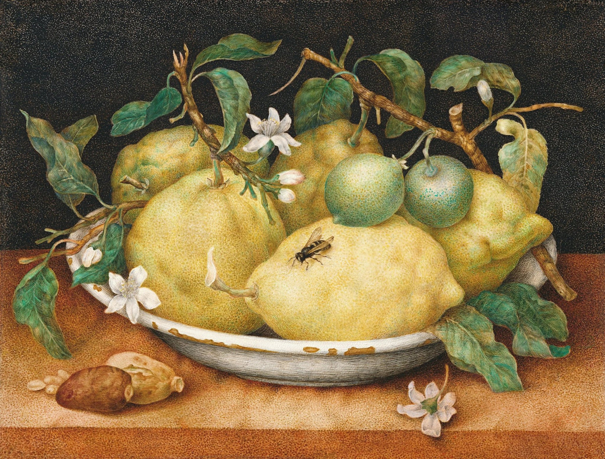 Still Life Oil Painting - Citrus Fruits, Blossoms and Insect - Oil Painting Haven