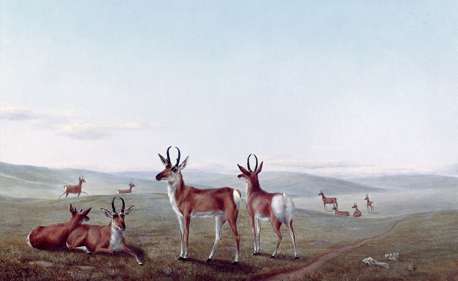 Animals Oil Painting - Hand-Painted Antelope in Open Plains