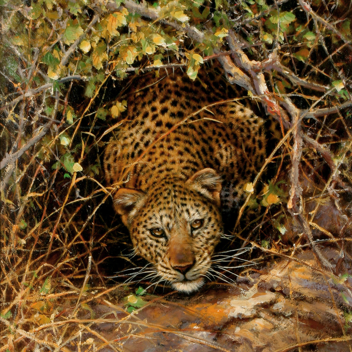 Animals Oil Painting - Hand-Painted Leopard in Thorn Bush