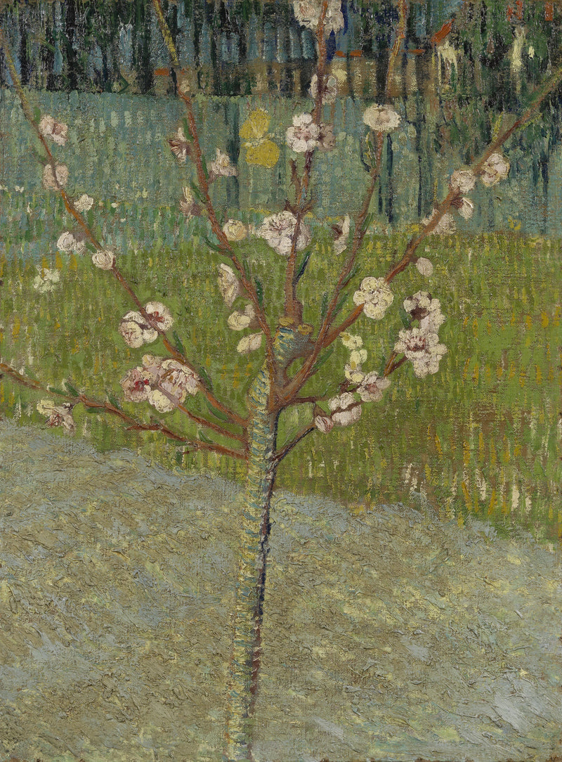 Almond Tree in Blossom - Oil Painting Haven Oil Painting Haven