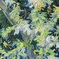 Blossoming Acacia Branches - Oil Painting Haven