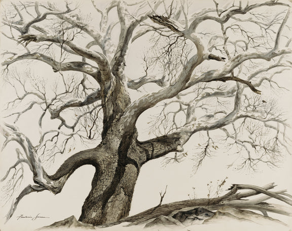 Frederic James - White Sycamore, 1967 - Oil Painting Haven Oil Painting Haven