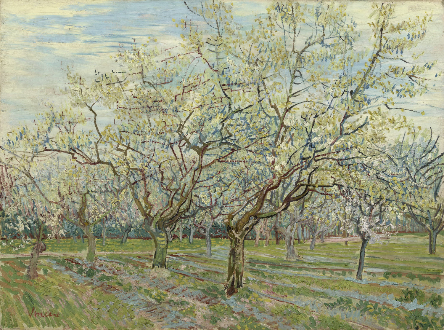 Orchard with Blossoming Apricot Trees2 - Oil Painting Haven