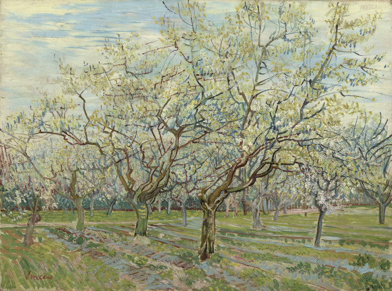 Orchard with Blossoming Apricot Trees2 - Oil Painting Haven Oil Painting Haven