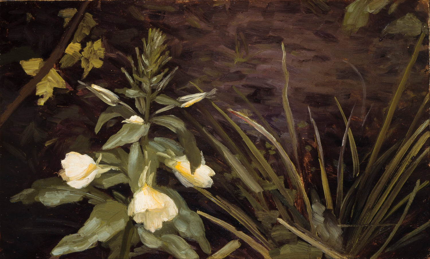 Valdemar_Schonheyder_Moller_-_Flowering_evening_primrose - Oil Painting Haven