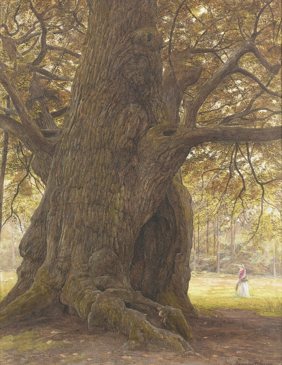 Ancient Oak Tree in a Forest Clearing – Landscape Oil Painting - Oil Painting Haven