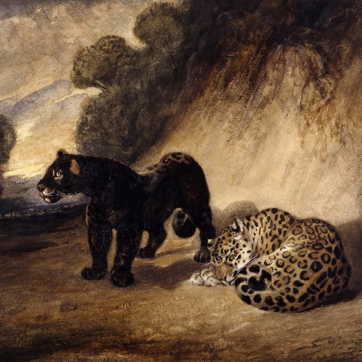Animals Oil Painting - Black Panther and Leopard in Wilderness - Oil Painting Haven