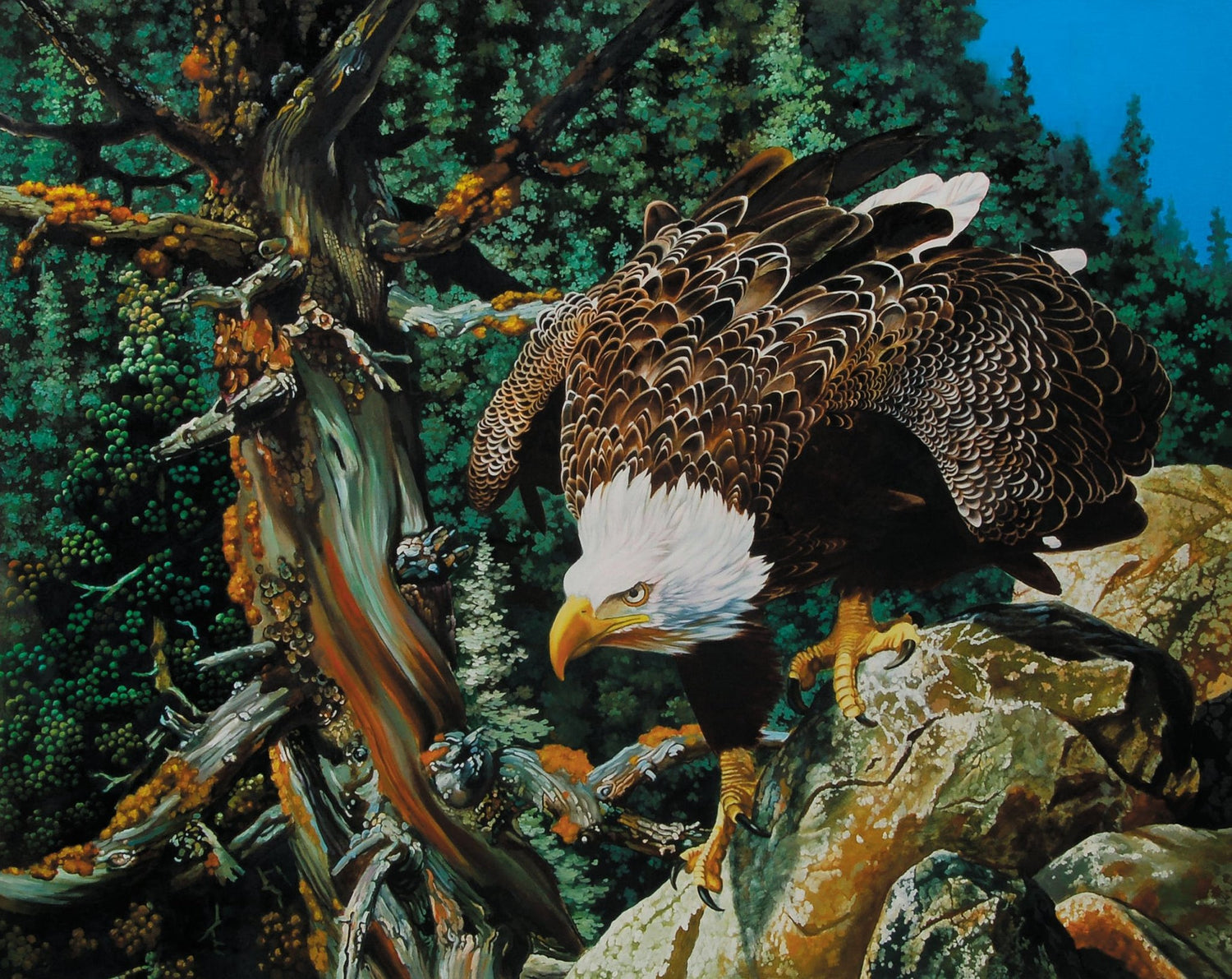 Animals Oil Painting - Hand - Painted Bald Eagle on Rock - Oil Painting Haven