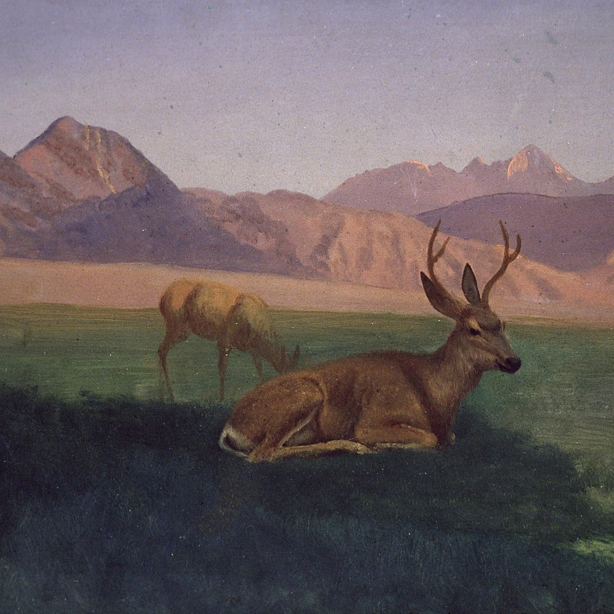 Animals Oil Painting - Hand - Painted Deer in Mountain Meadow - Oil Painting Haven