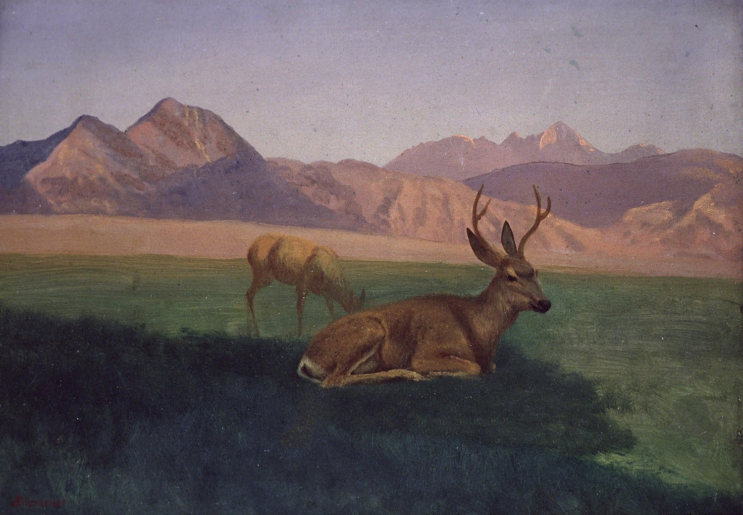 Animals Oil Painting - Hand - Painted Deer in Mountain Meadow - Oil Painting Haven