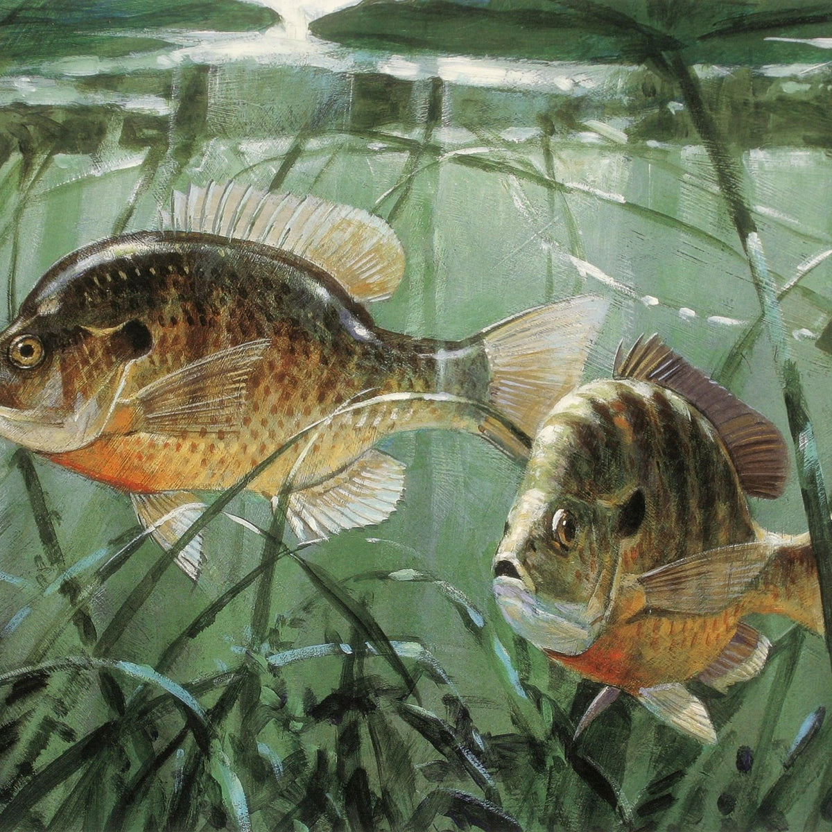 Animals Oil Painting - Hand - Painted Freshwater Fish Pair - Oil Painting Haven