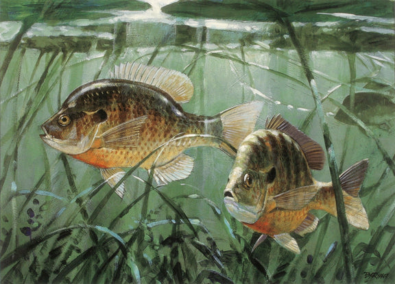 Animals Oil Painting - Hand - Painted Freshwater Fish Pair - Oil Painting Haven