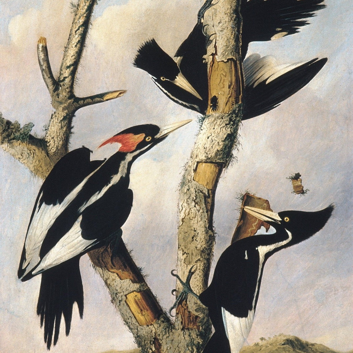 animals Oil Painting - Hand - Painted Ivory - Billed Woodpeckers - Oil Painting Haven