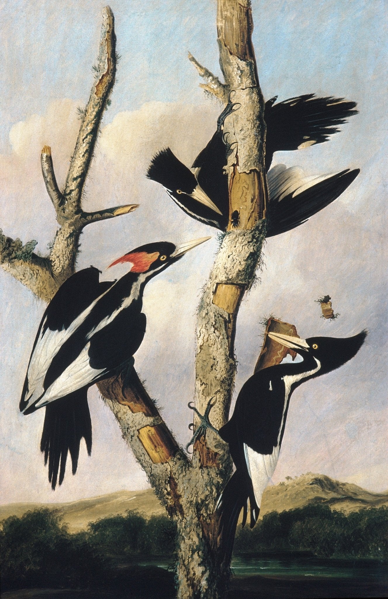 animals Oil Painting - Hand - Painted Ivory - Billed Woodpeckers - Oil Painting Haven