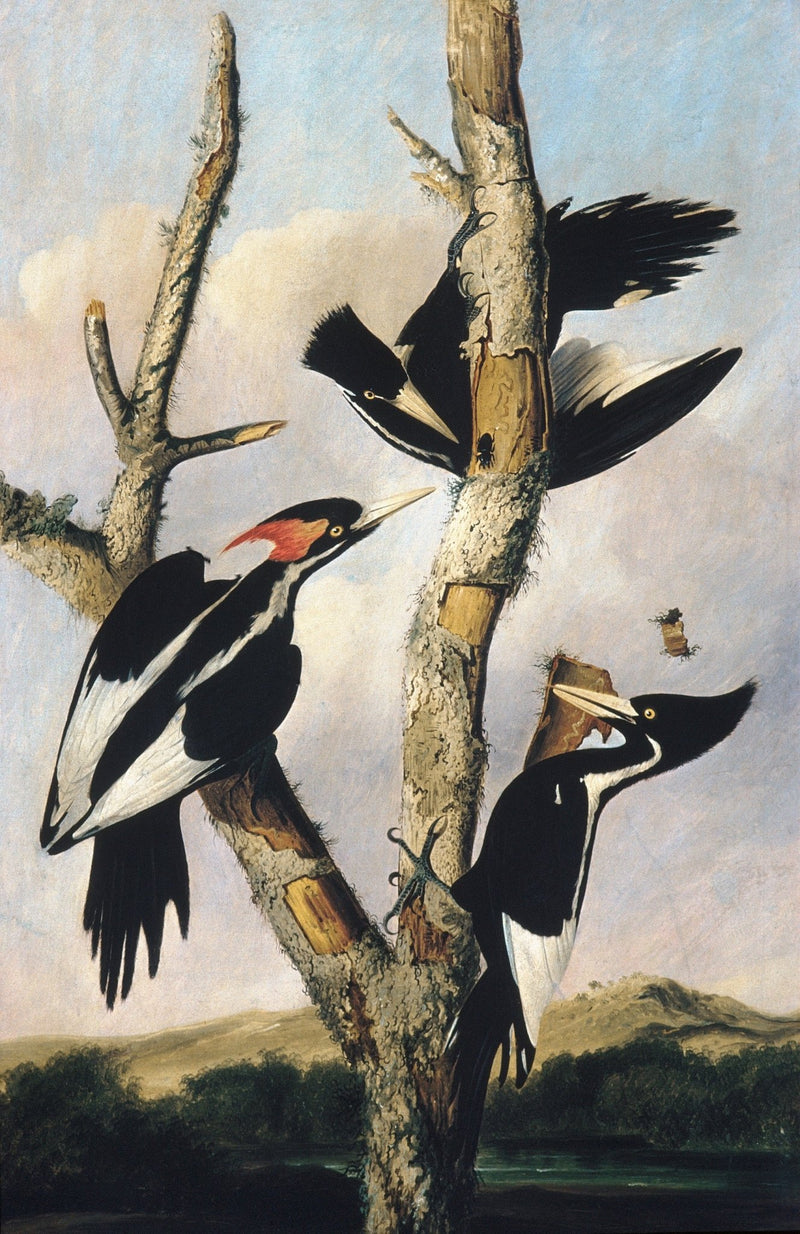 animals Oil Painting - Hand - Painted Ivory - Billed Woodpeckers - Oil Painting Haven