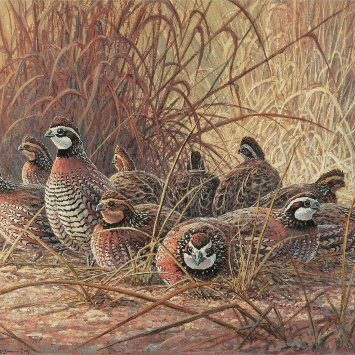 Animals Oil Painting - Hand - Painted Quail Flock in Grass - Oil Painting Haven