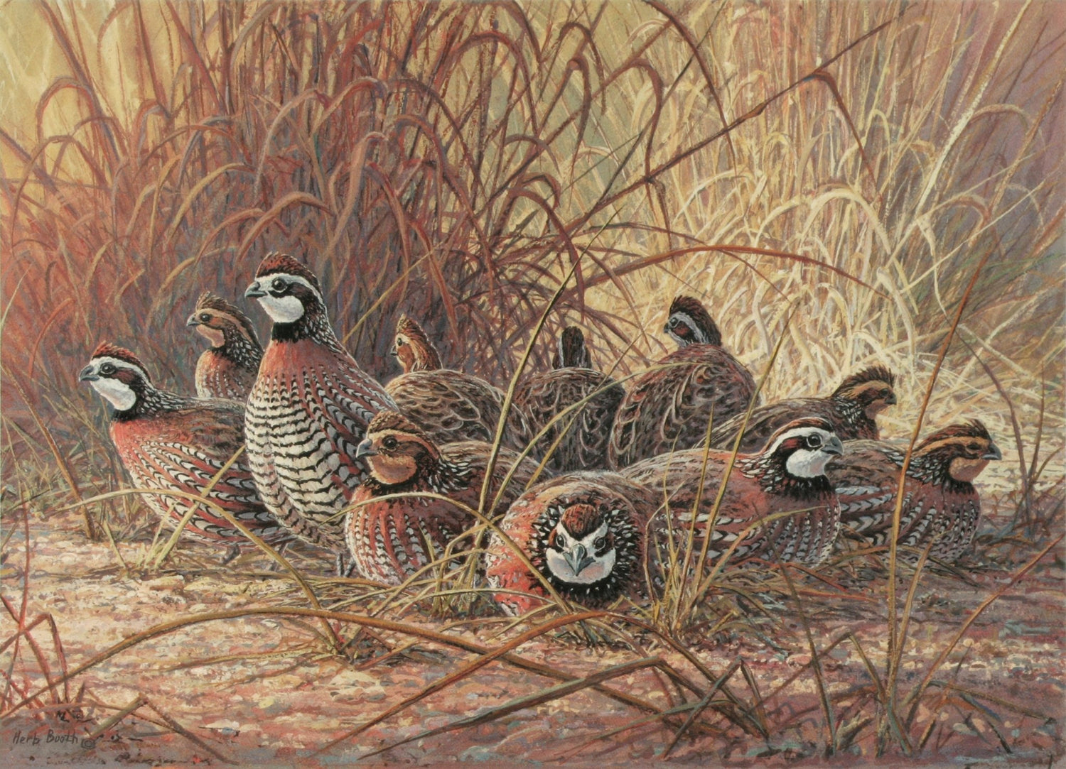Animals Oil Painting - Hand - Painted Quail Flock in Grass - Oil Painting Haven