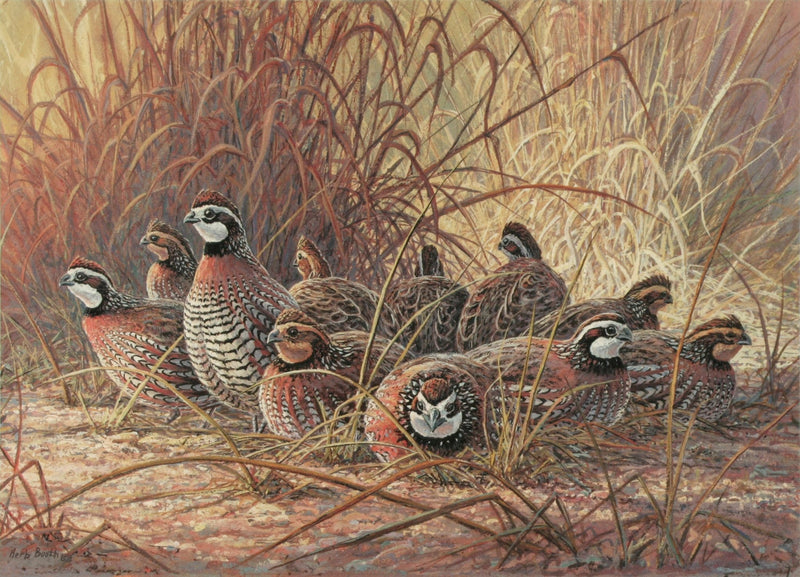 Animals Oil Painting - Hand - Painted Quail Flock in Grass - Oil Painting Haven