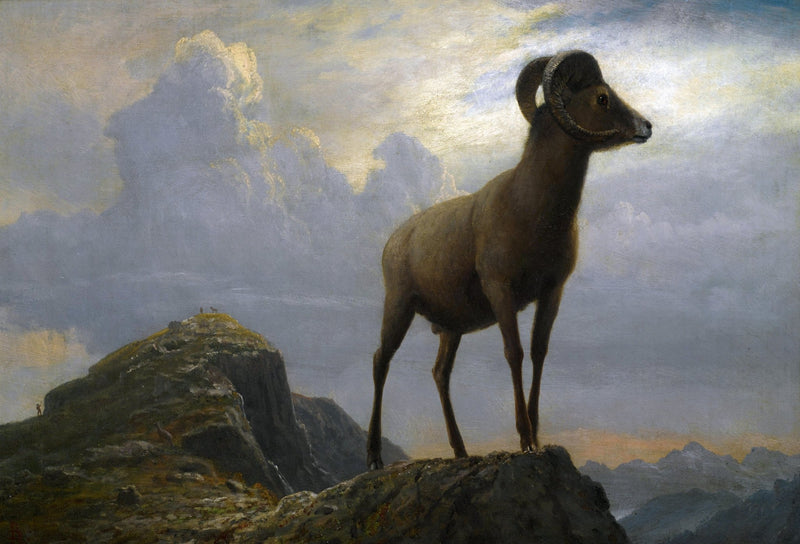 Animals Oil Painting - Hand - Painted Wild Ram on Rocky Peak - Oil Painting Haven