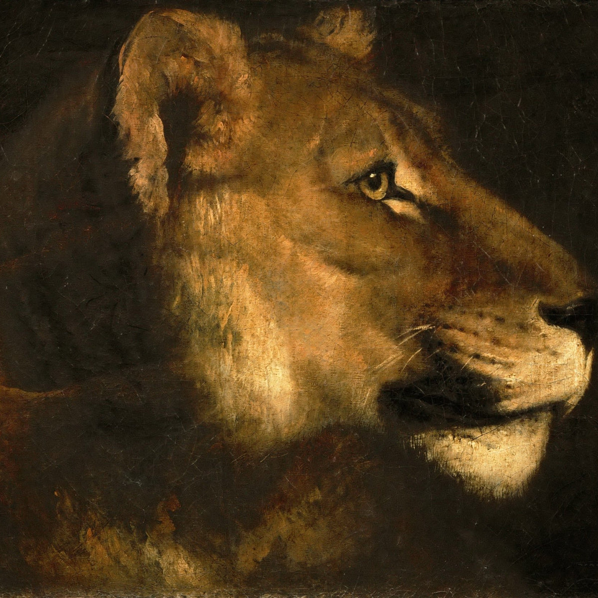 Animals Oil Painting - Lioness Head Portrait in Dramatic Shadow - Oil Painting Haven