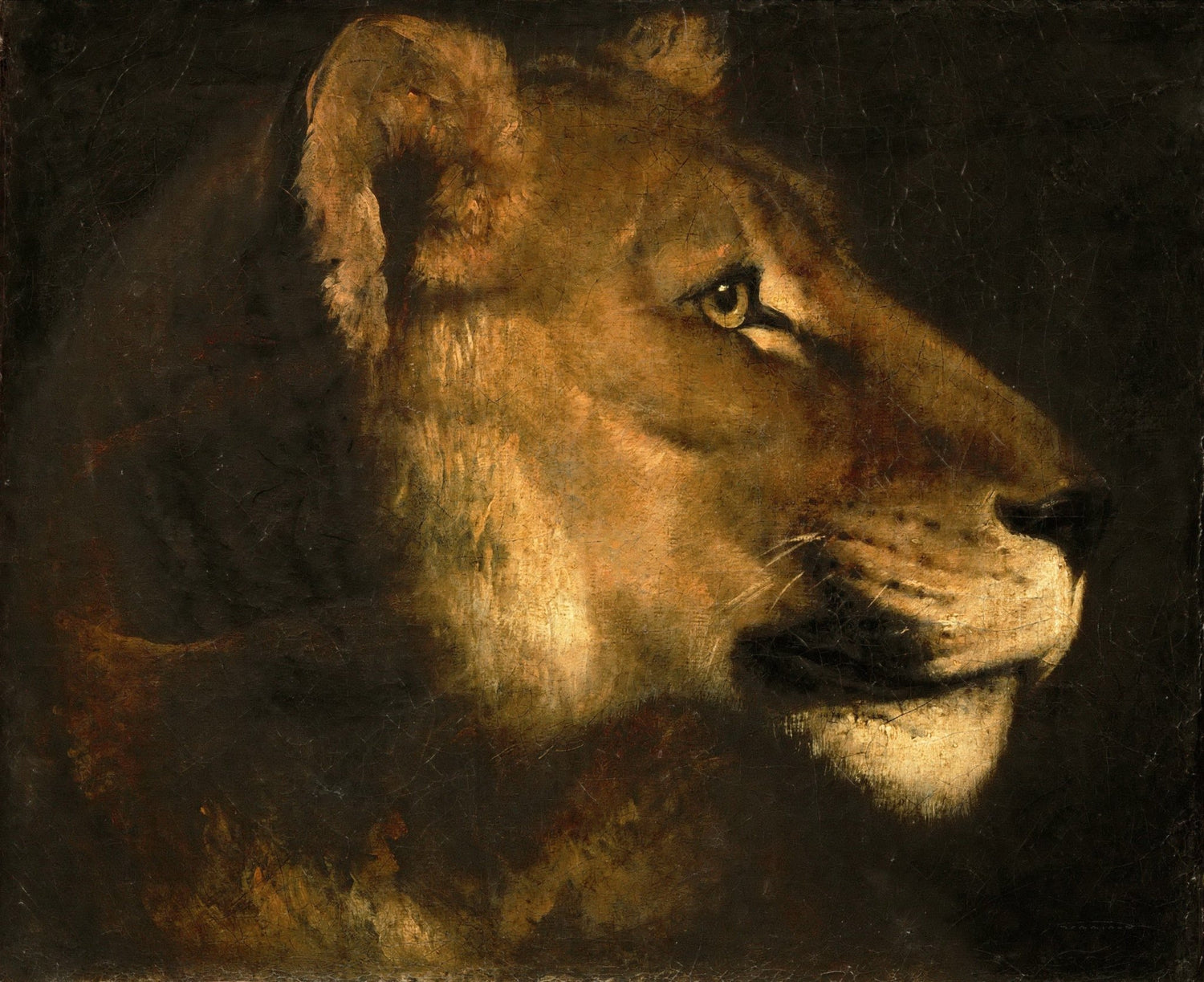 Animals Oil Painting - Lioness Head Portrait in Dramatic Shadow - Oil Painting Haven
