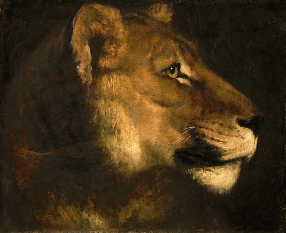 Animals Oil Painting - Lioness Head Portrait in Dramatic Shadow - Oil Painting Haven
