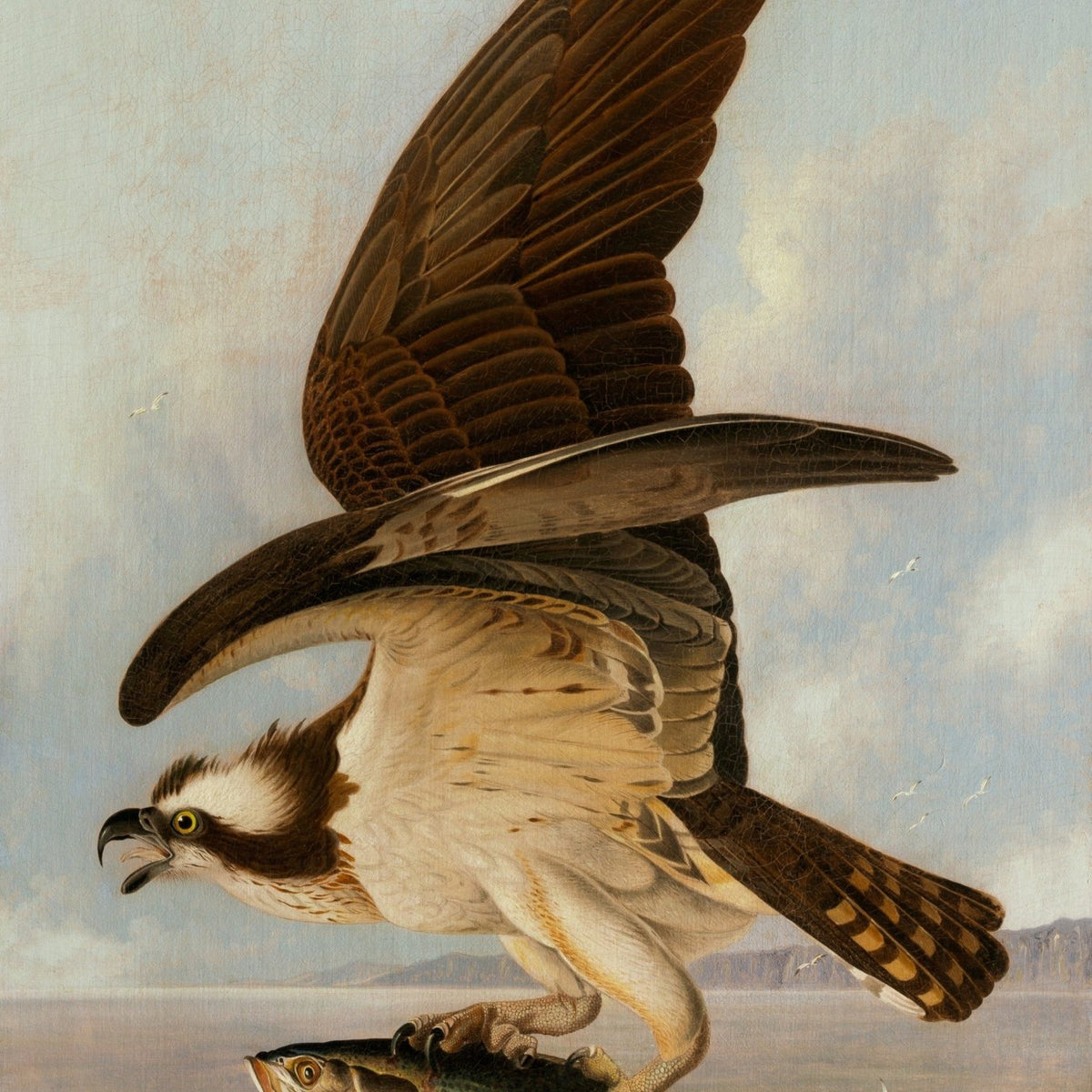 Animals Oil Painting - Osprey Carrying Fish over Coastal Water - Oil Painting Haven