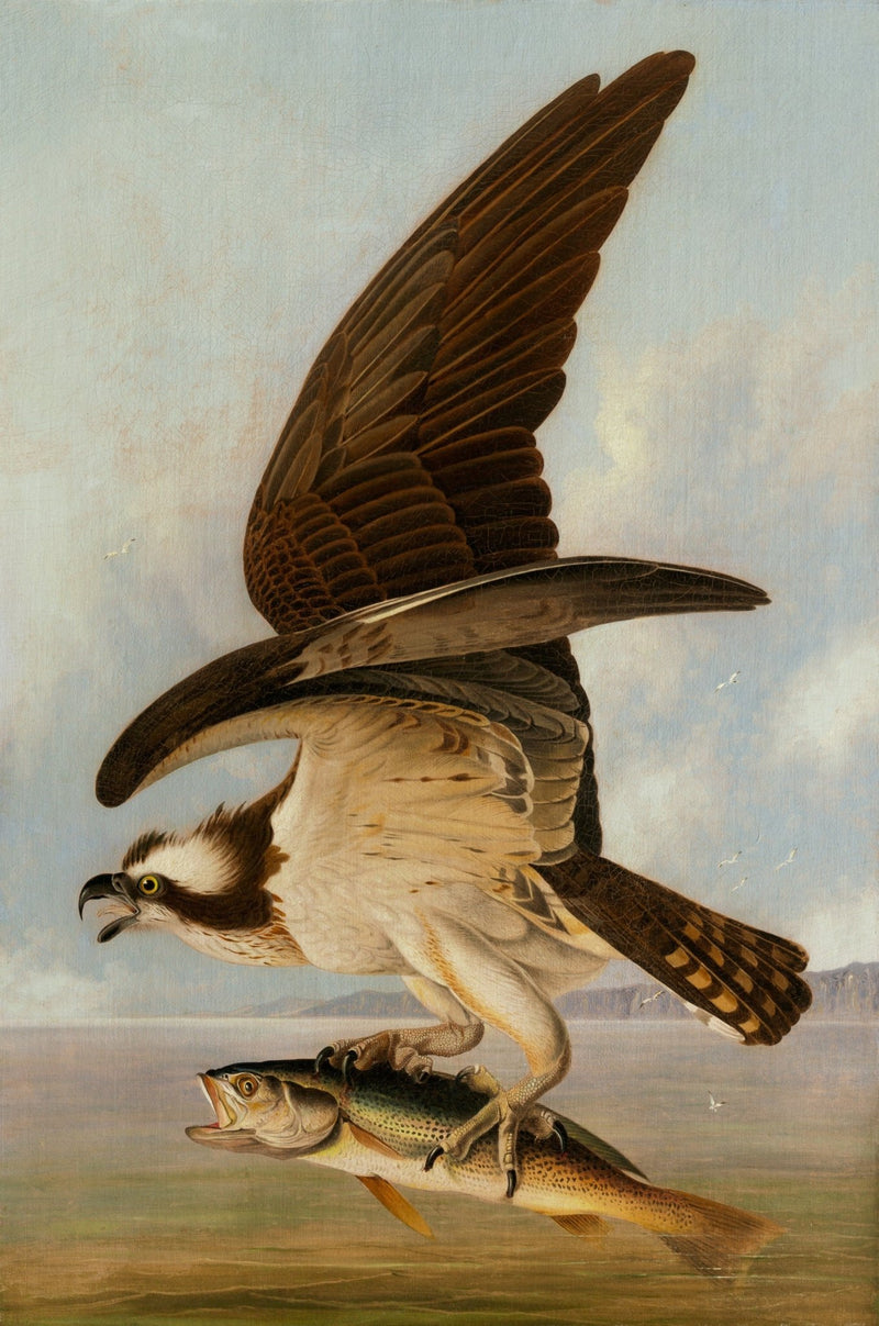Animals Oil Painting - Osprey Carrying Fish over Coastal Water - Oil Painting Haven