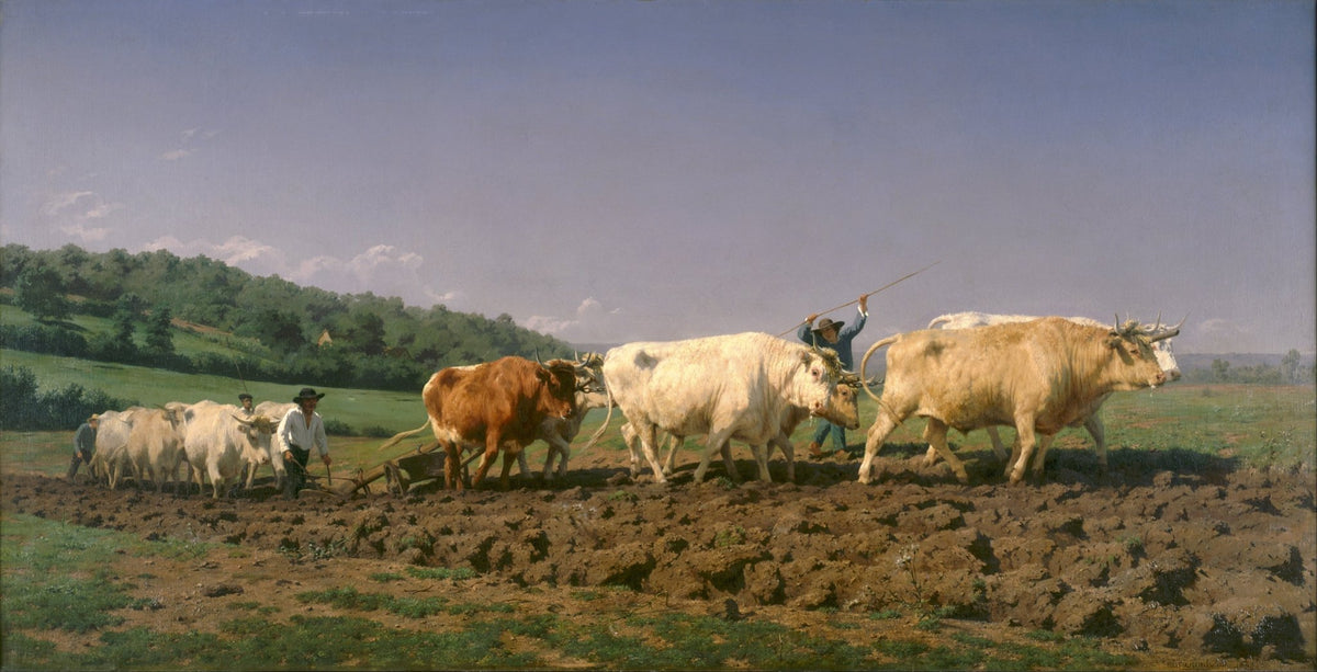 Animals Oil Painting - Oxen Ploughing in Rural Countryside - Oil Painting Haven