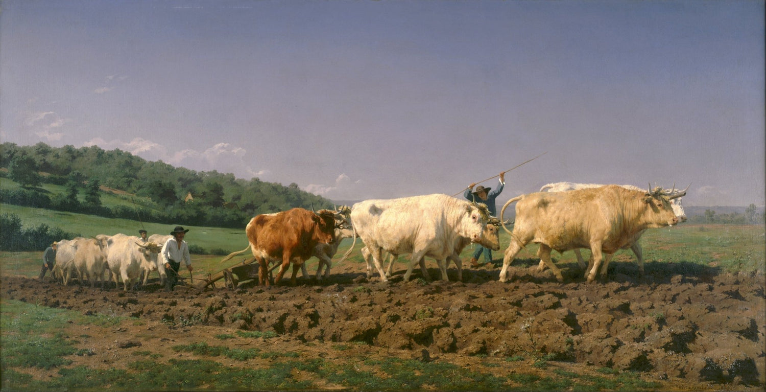 Animals Oil Painting - Oxen Ploughing in Rural Countryside - Oil Painting Haven
