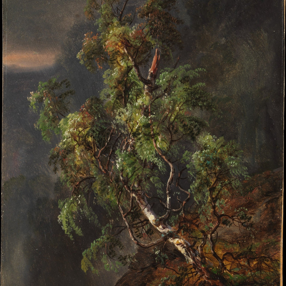 Birch Tree in Stormy Forest - Landscape Oil Painting - Oil Painting Haven