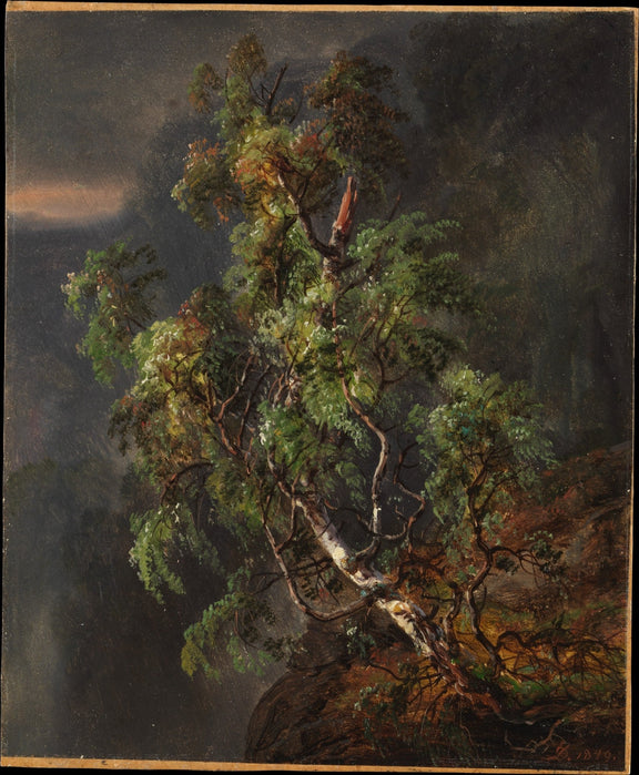 Birch Tree in Stormy Forest - Landscape Oil Painting - Oil Painting Haven