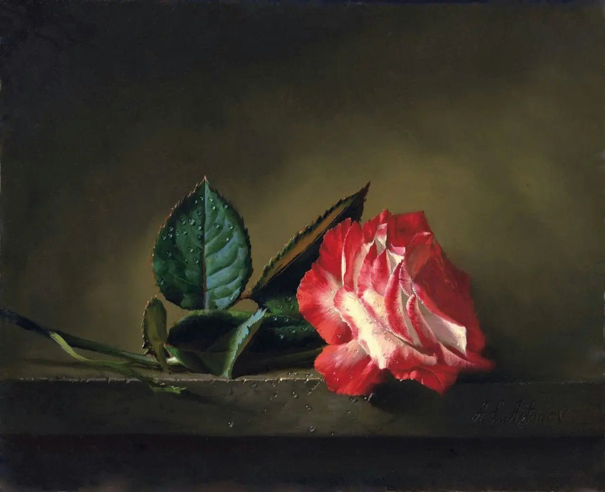 Floral Oil Painting - Bicolored Rose with Dew Drops Wall Art - Oil Painting Haven