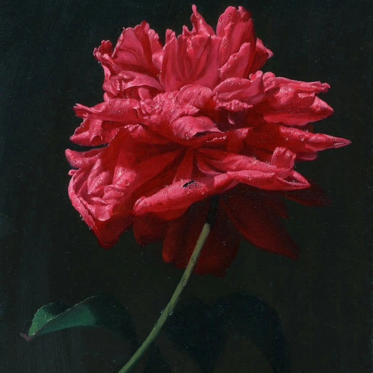 Floral Oil Painting - Red Peony with Insect on Dark Background - Oil Painting Haven
