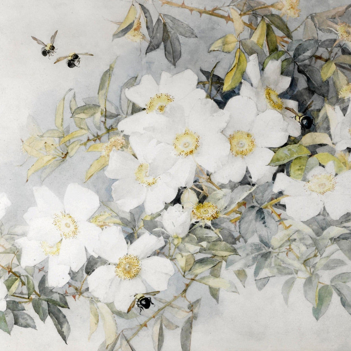 Floral Oil Painting - White Wild Roses and Bees Botanical Art - Oil Painting Haven
