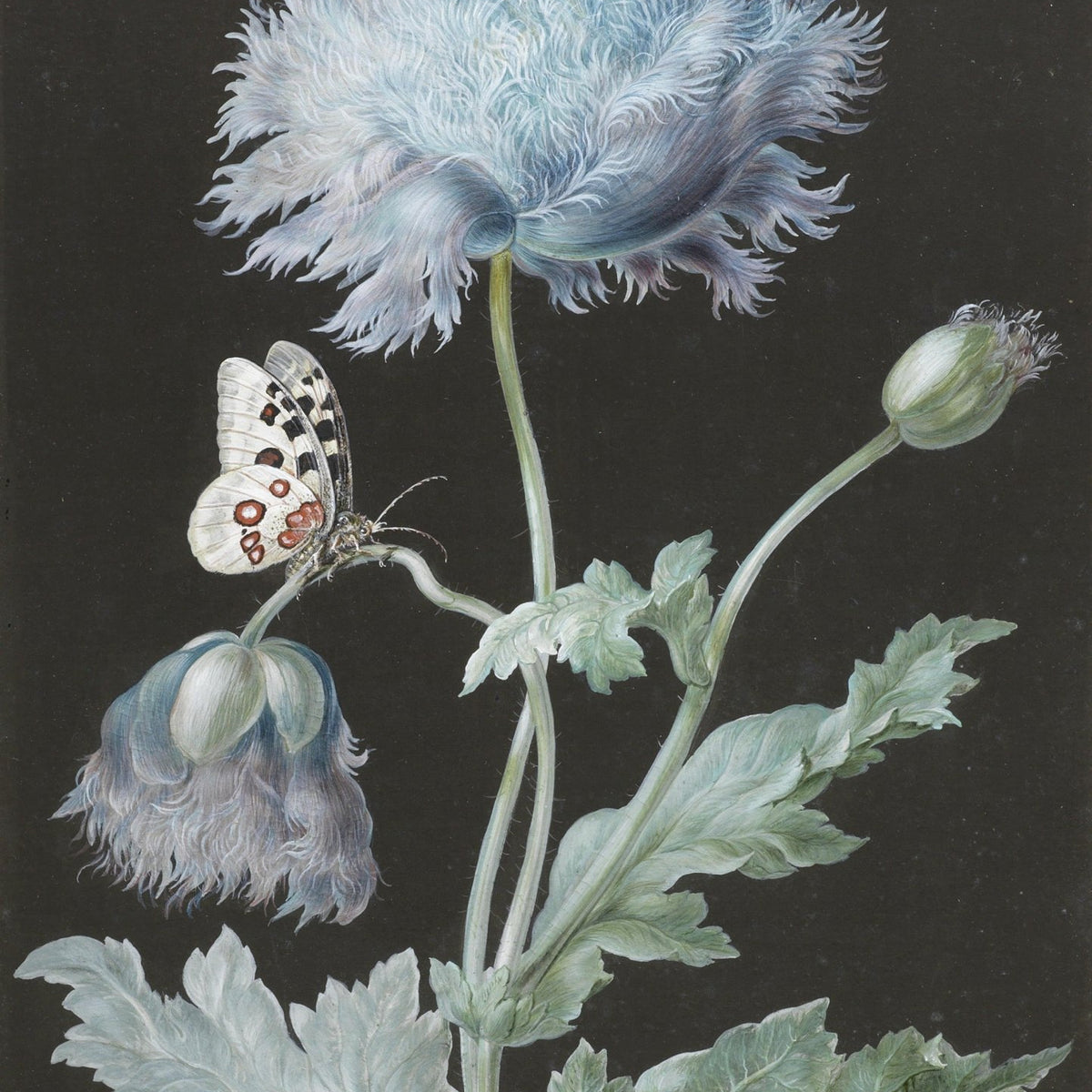 Hand - Painted Blue Poppy with Butterfly – Floral Oil Painting - Oil Painting Haven