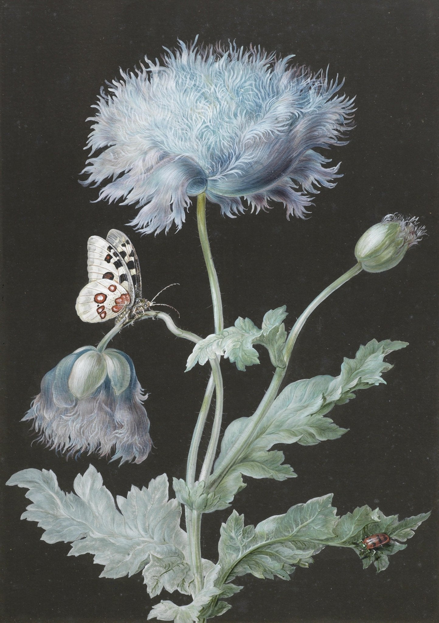 Hand - Painted Blue Poppy with Butterfly – Floral Oil Painting - Oil Painting Haven