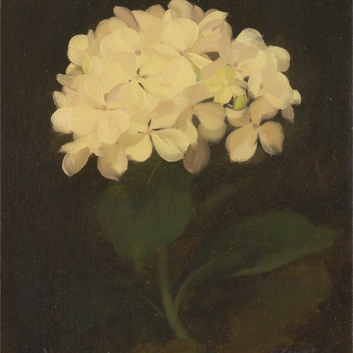 Hand - Painted White Hydrangea Still Life – Floral Oil Painting - Oil Painting Haven
