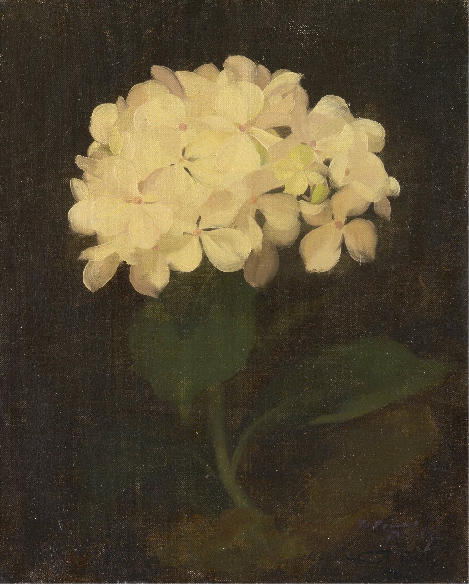 Hand - Painted White Hydrangea Still Life – Floral Oil Painting - Oil Painting Haven