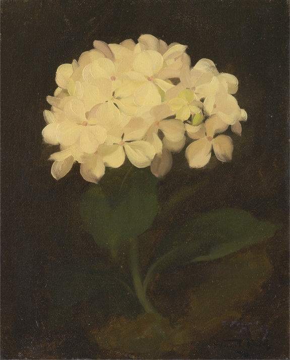Hand - Painted White Hydrangea Still Life – Floral Oil Painting - Oil Painting Haven
