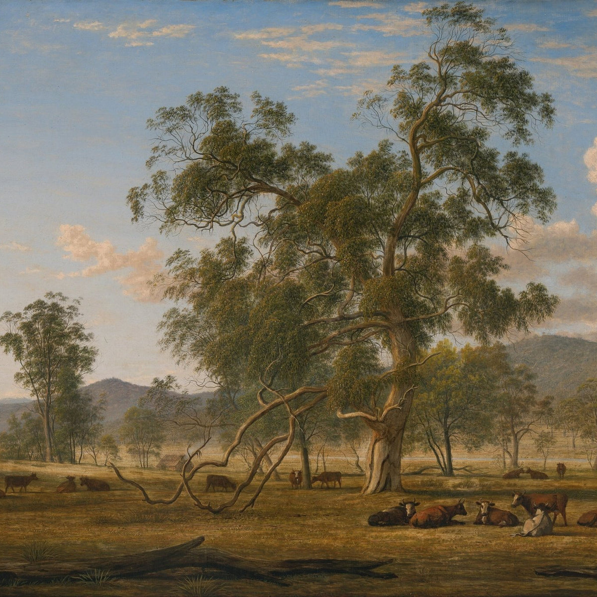 Landscap Oil Painting - Australian Gum Tree Landscape with Cattle - Oil Painting Haven
