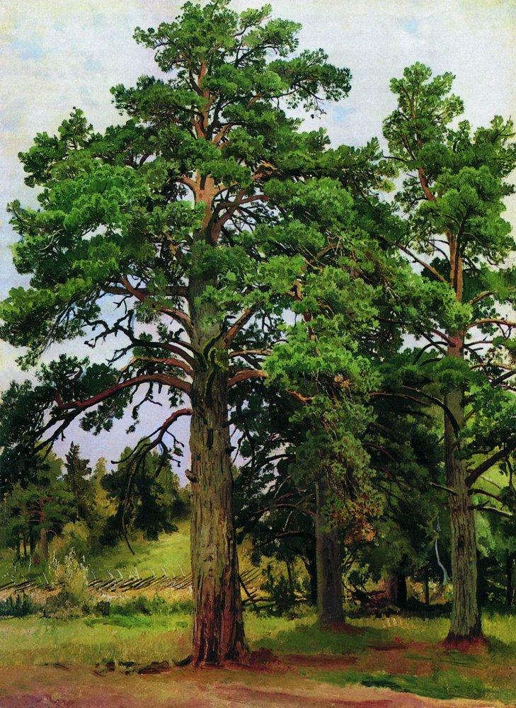 Hand-painted tall pine trees in woodland meadow landscape oil painting on canvas
