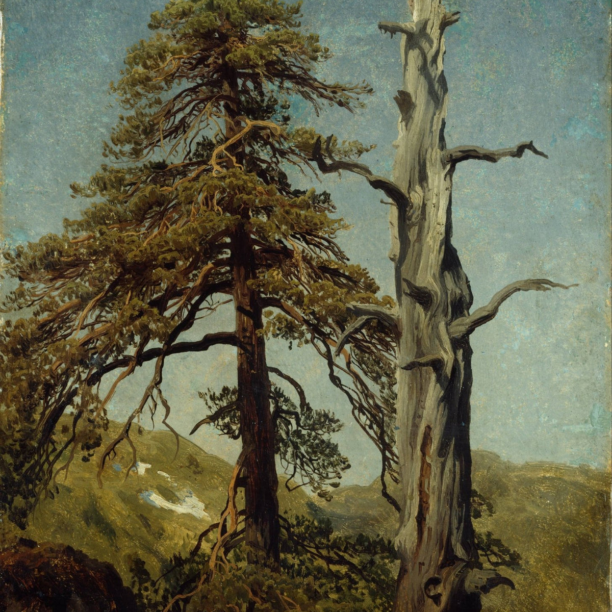 Hand-painted mountain pine and ancient tree study landscape oil painting on canvas