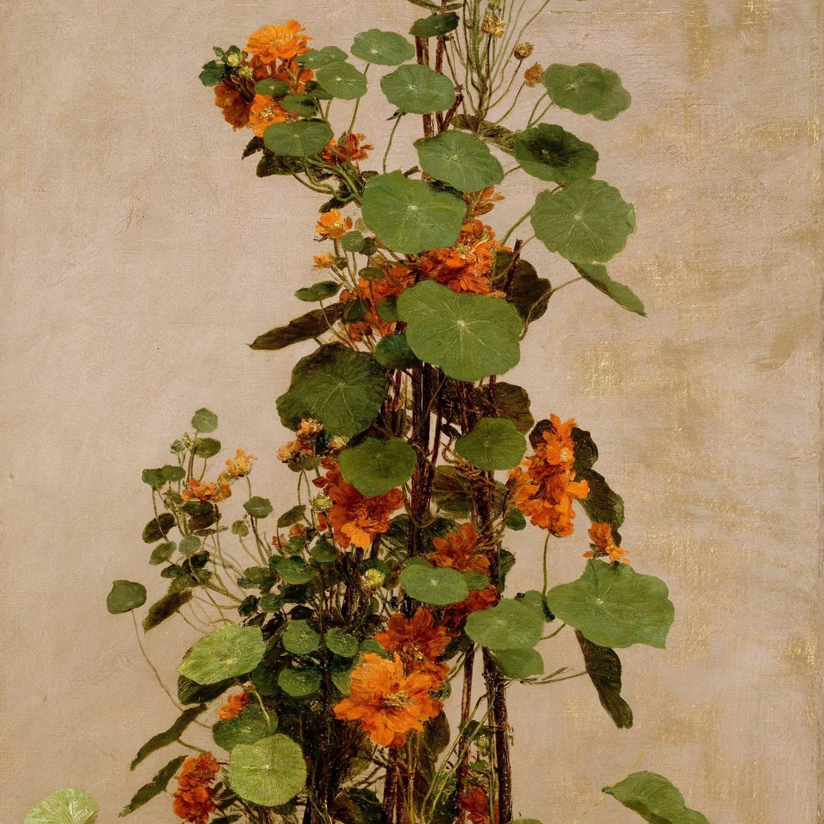 Orange Nasturtium Flowers with Green Leaves - Floral Oil Painting - Oil Painting Haven