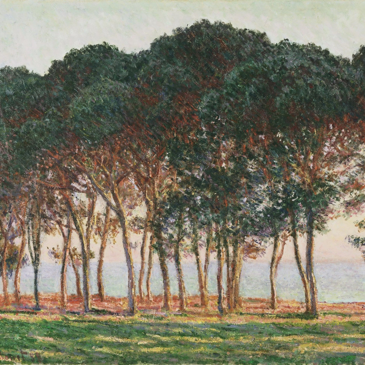 Pine Trees by the Sea at Sunset Light - Landscape Oil Painting - Oil Painting Haven