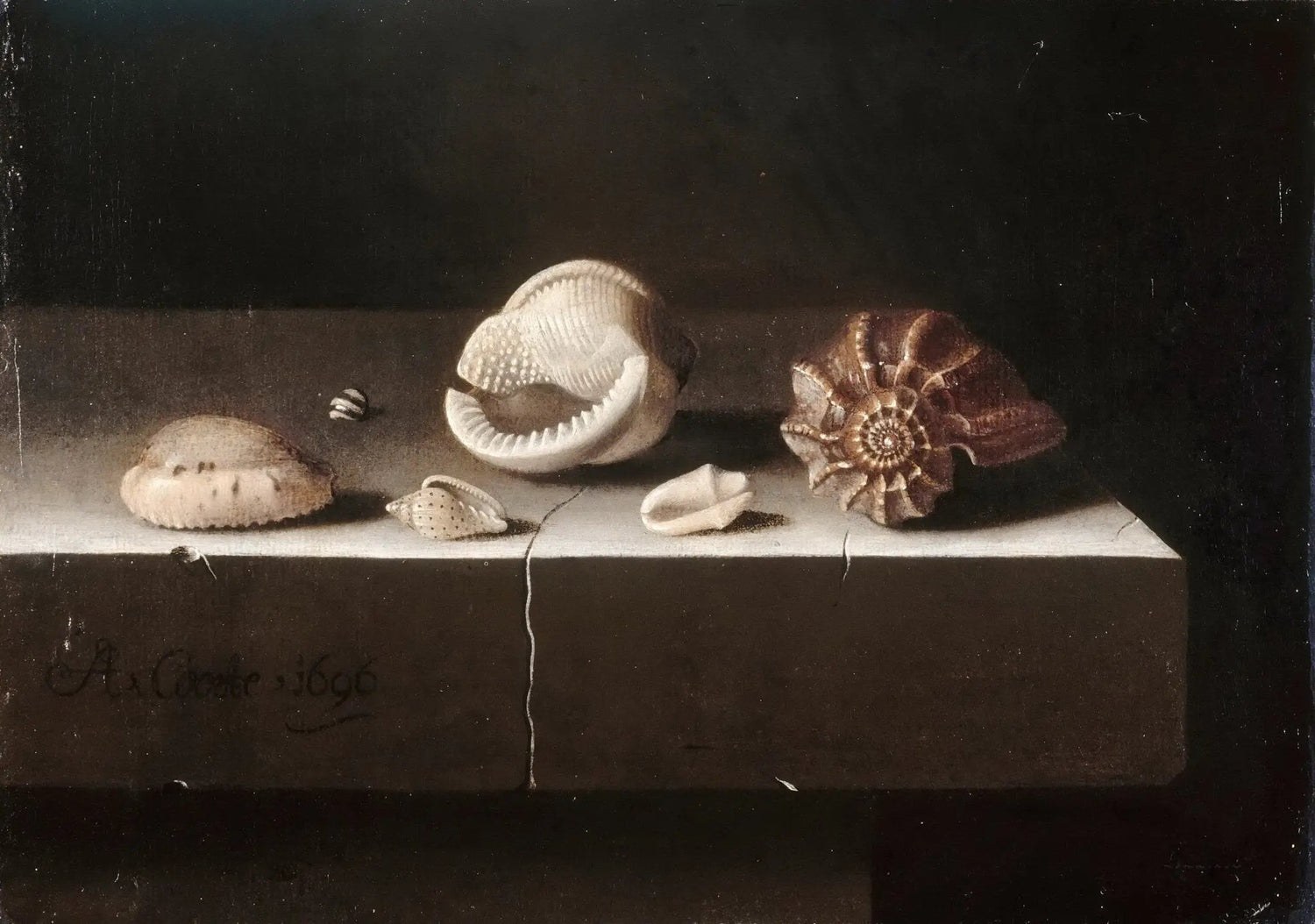 Still Life Oil Painting - Assorted Seashells - Oil Painting Haven